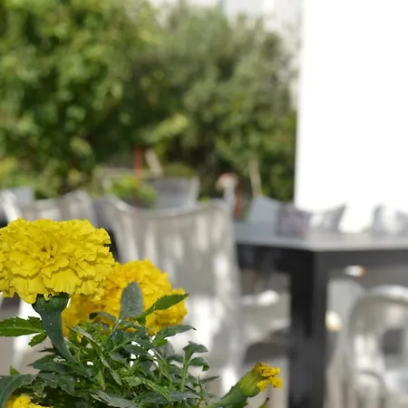 Luce - Dome سبليت